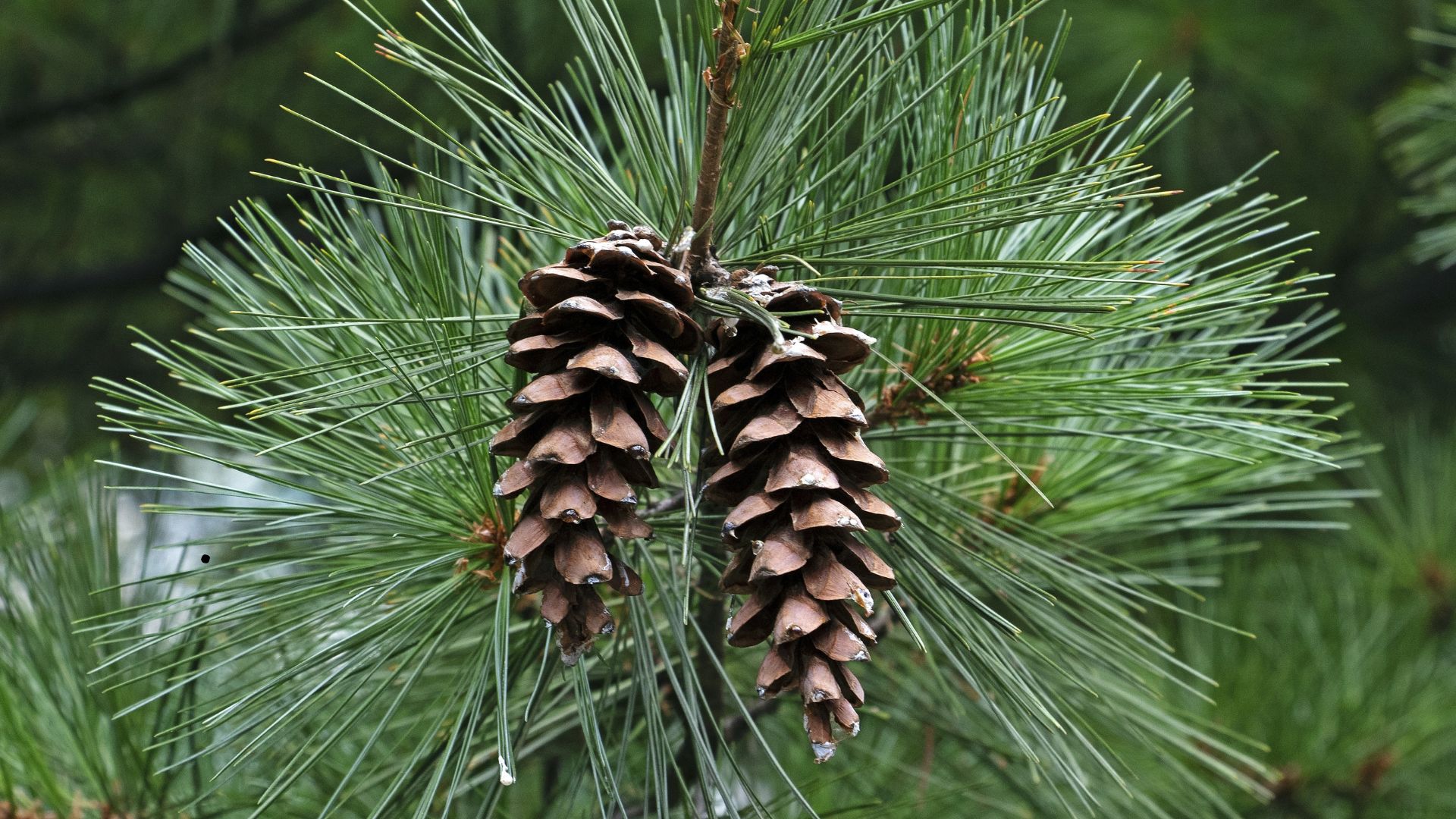 Close up of White pine(Pinus strobus) with two pine cones and green leaf